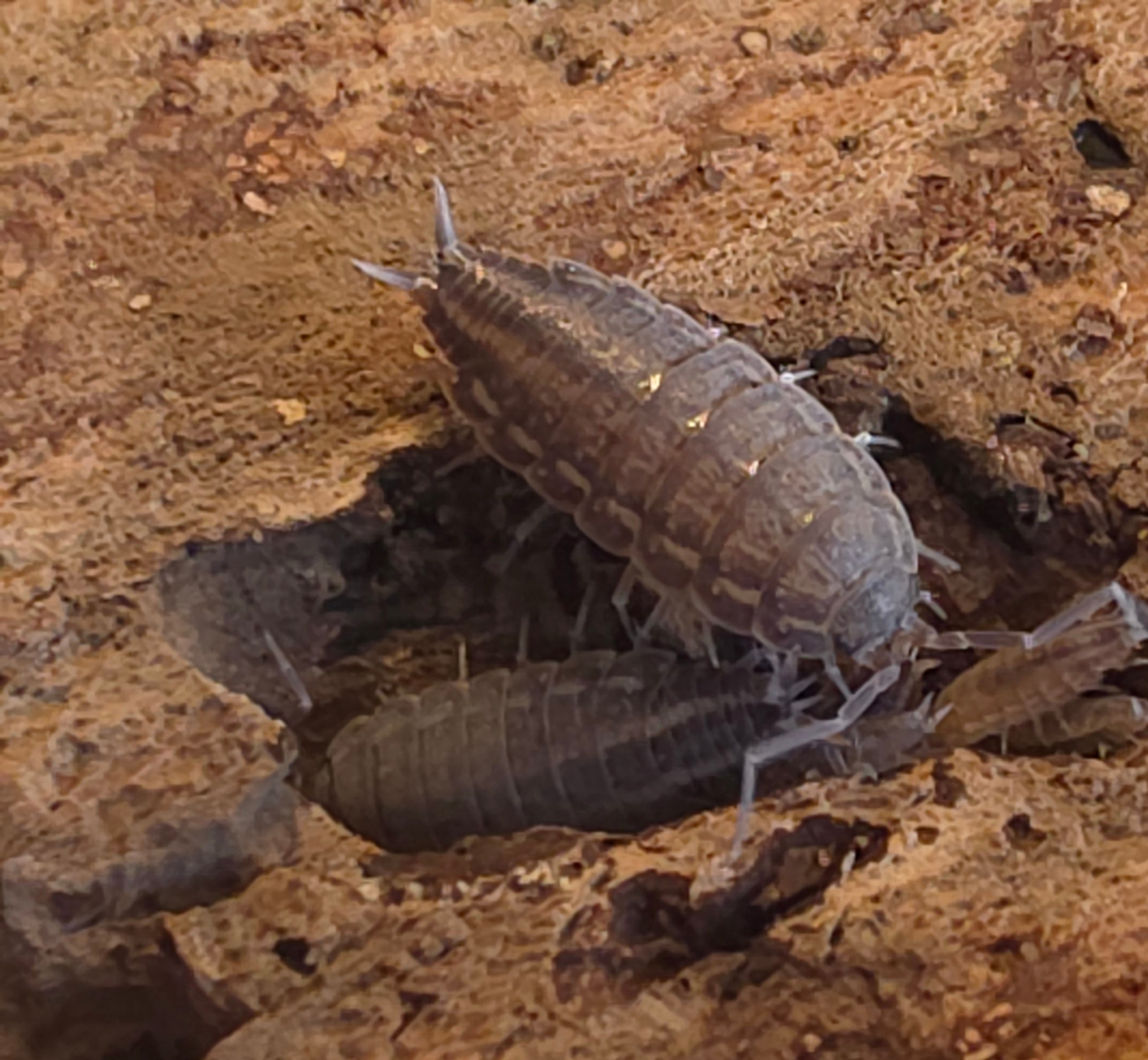 Hyloniscus sp 'Canariensis, Mallorca'