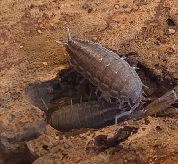 Hyloniscus sp 'Canariensis, Mallorca'