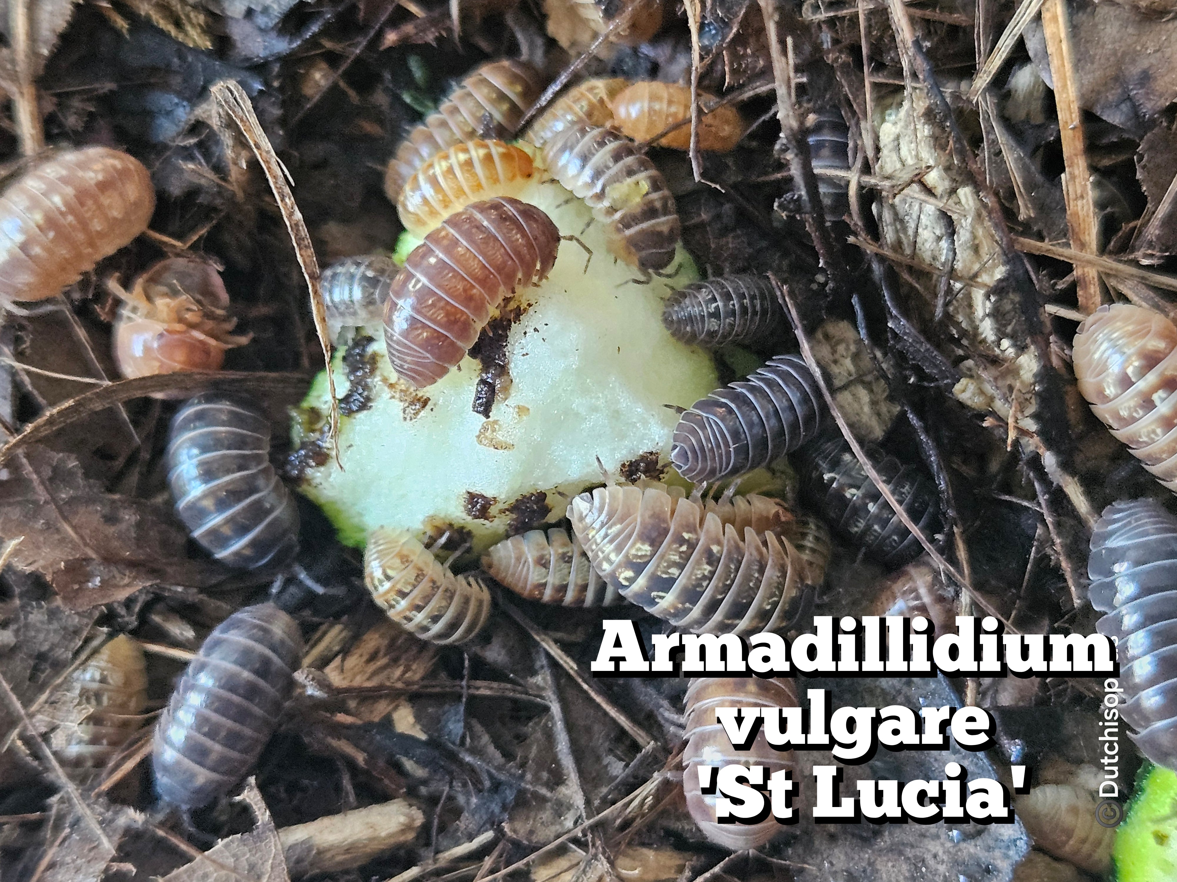 Armadillidium vulgare 'St Lucia'