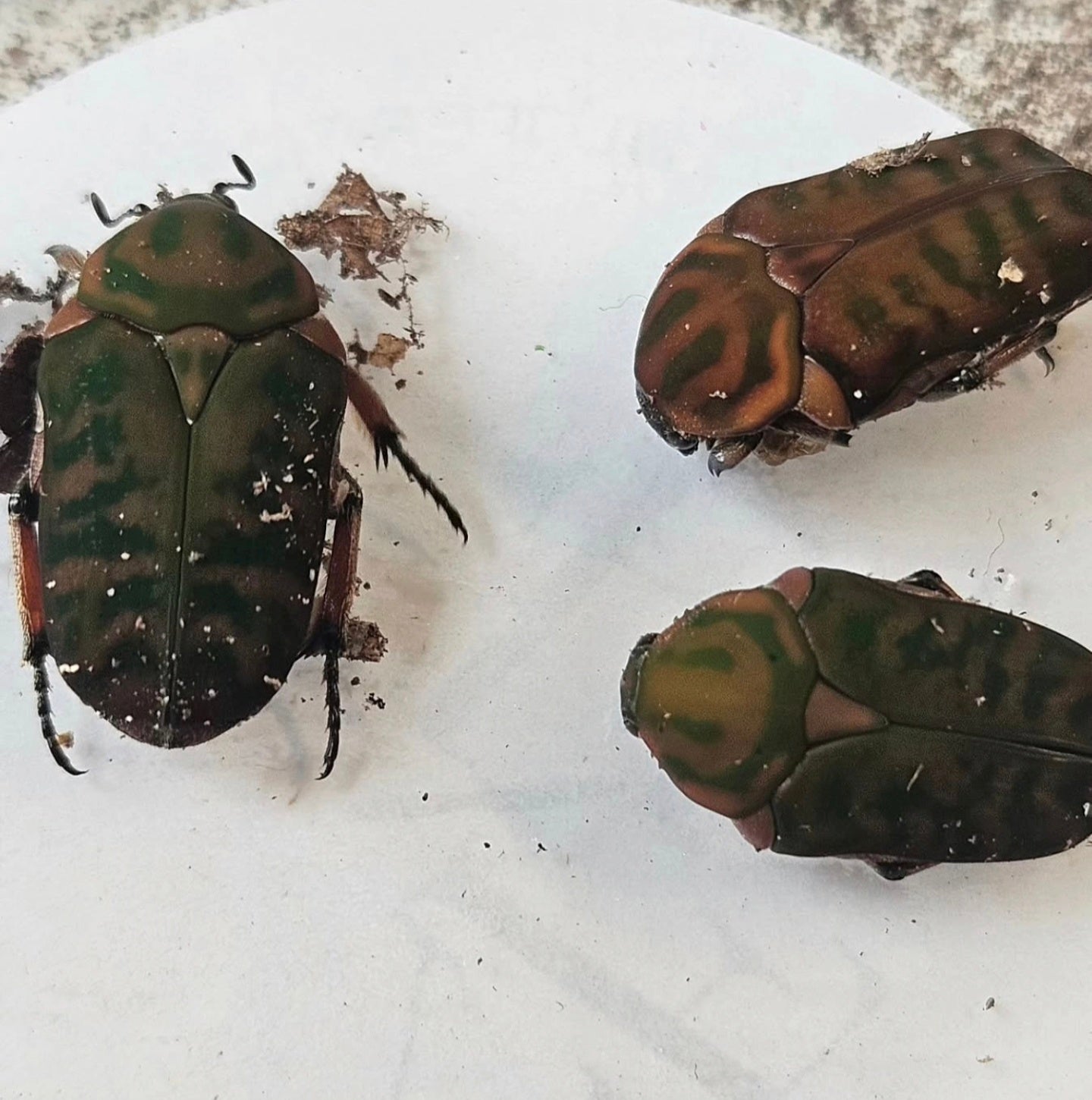 Anelaphinis breviceps