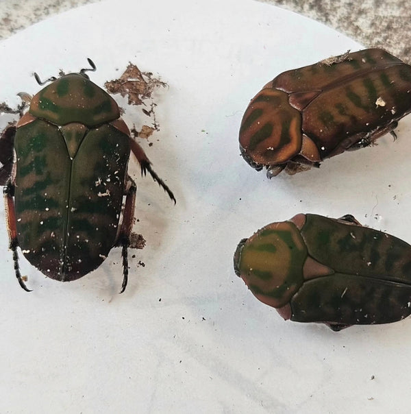 Anelaphinis breviceps
