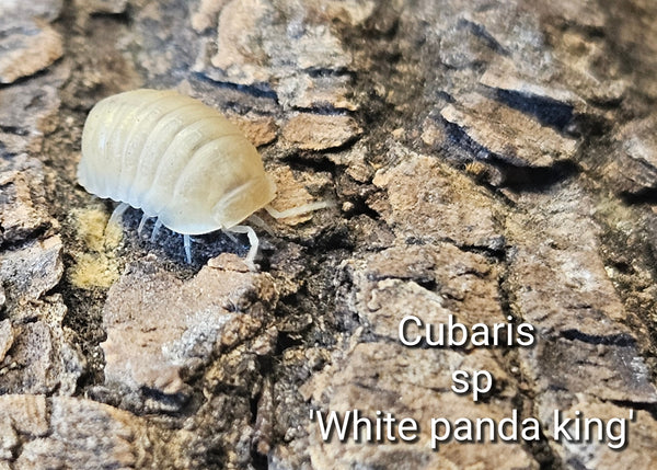 Cubaris sp 'White panda king'