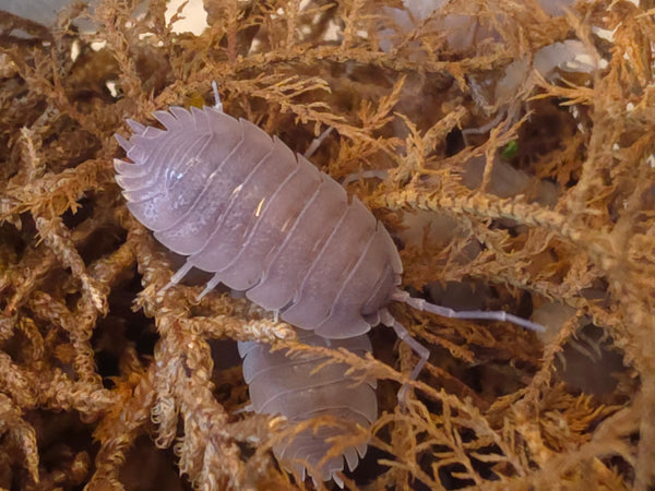 Porcellio baeticensis 'Violet'