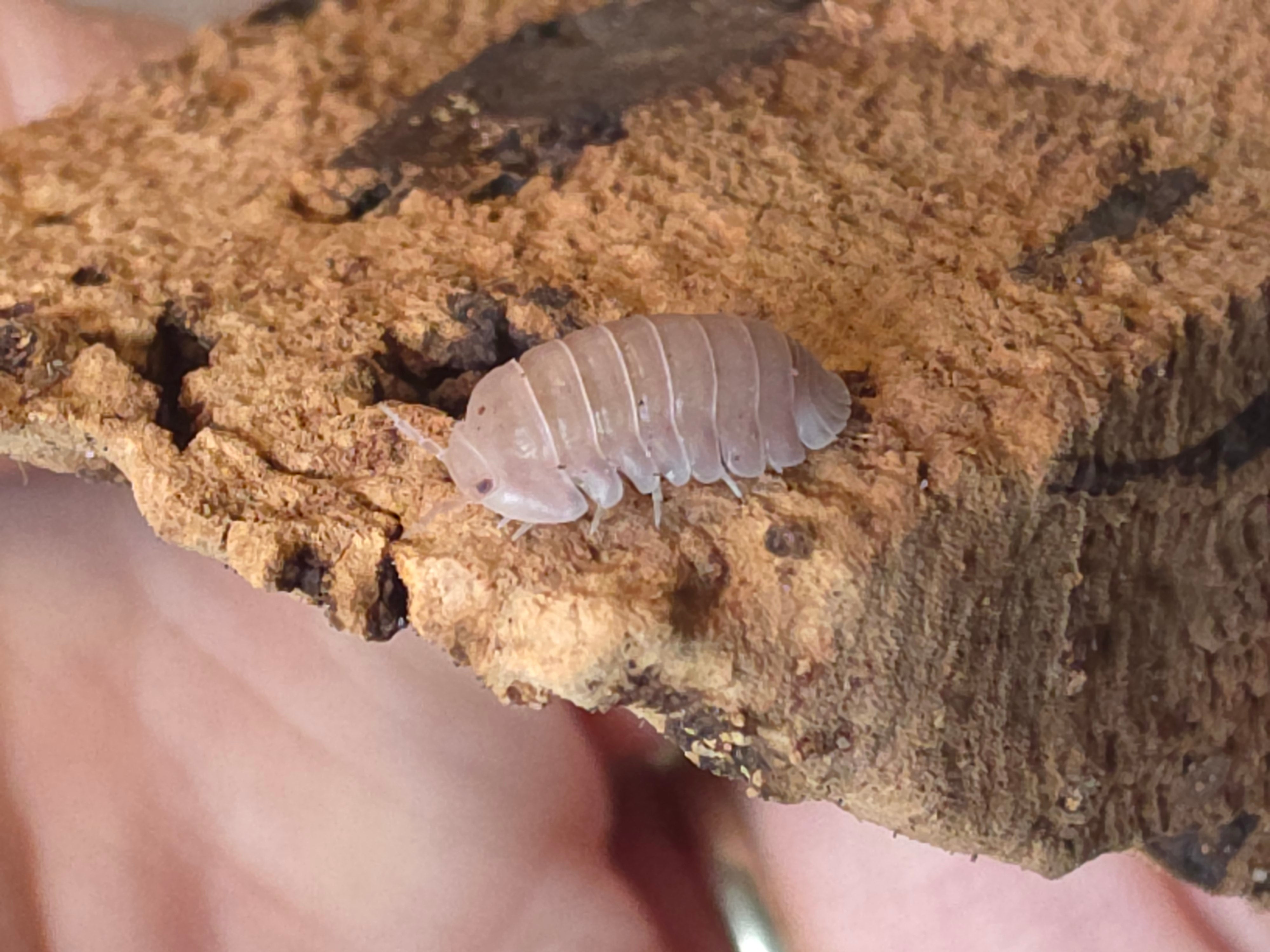 Cubaris sp 'Solid pink panda king'