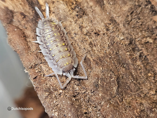 Porcellio haasi 'Bright form'