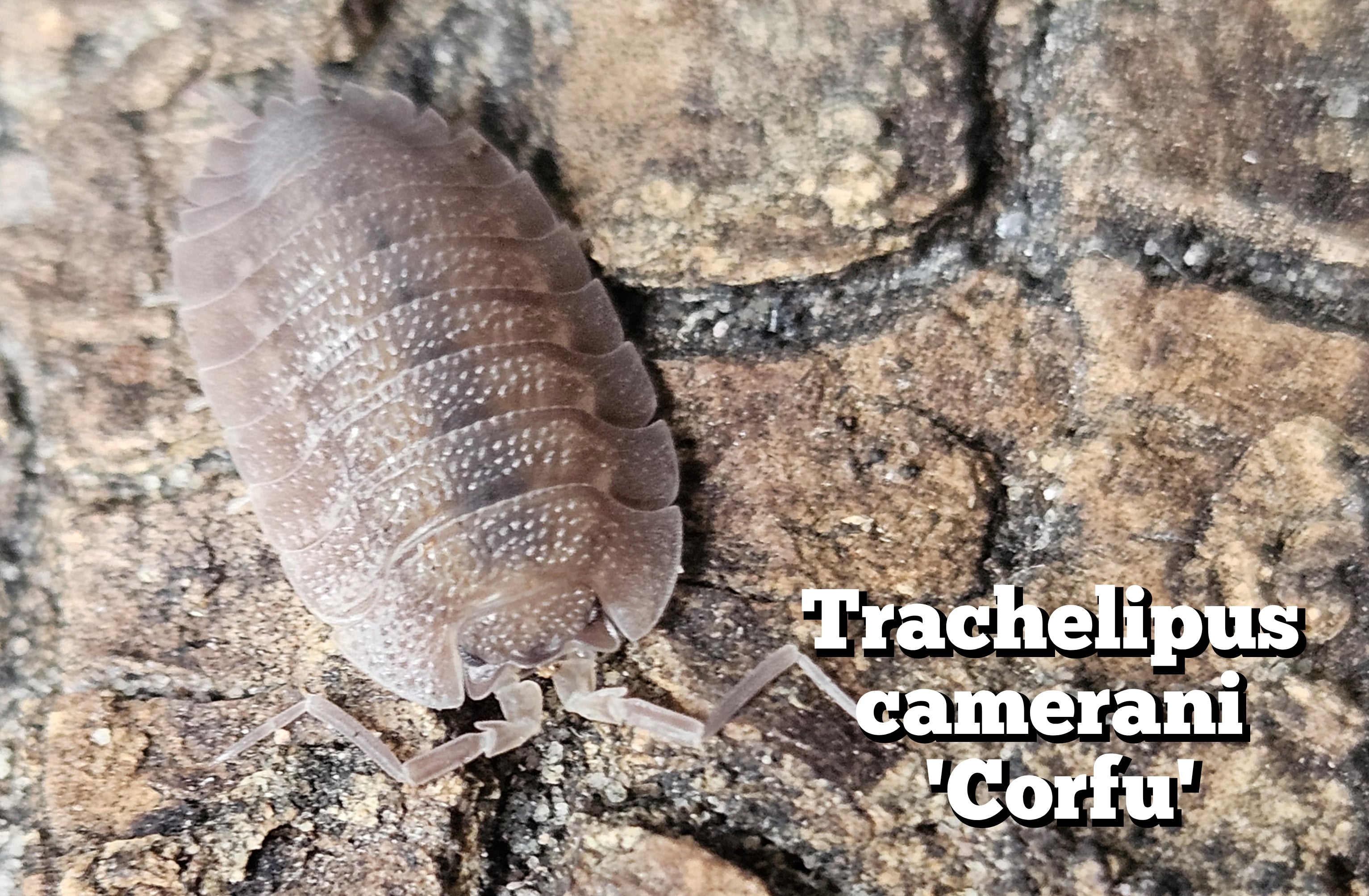 Trachelipus camerani 'Corfu'
