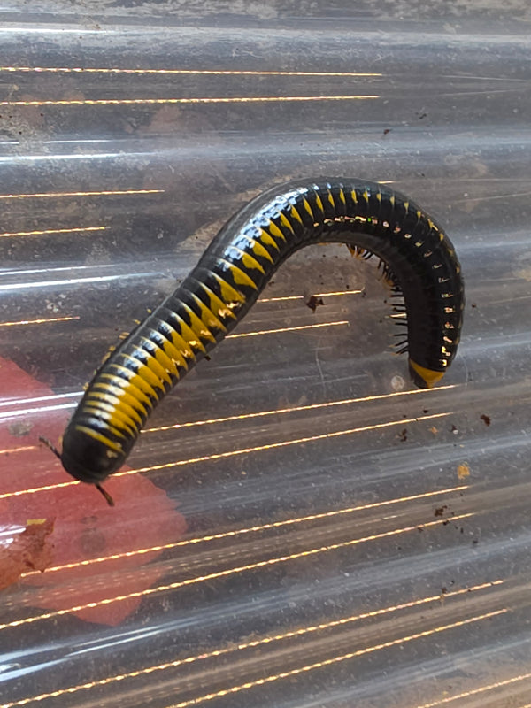 Salpidobolus sp 'black/yellow line avatar'