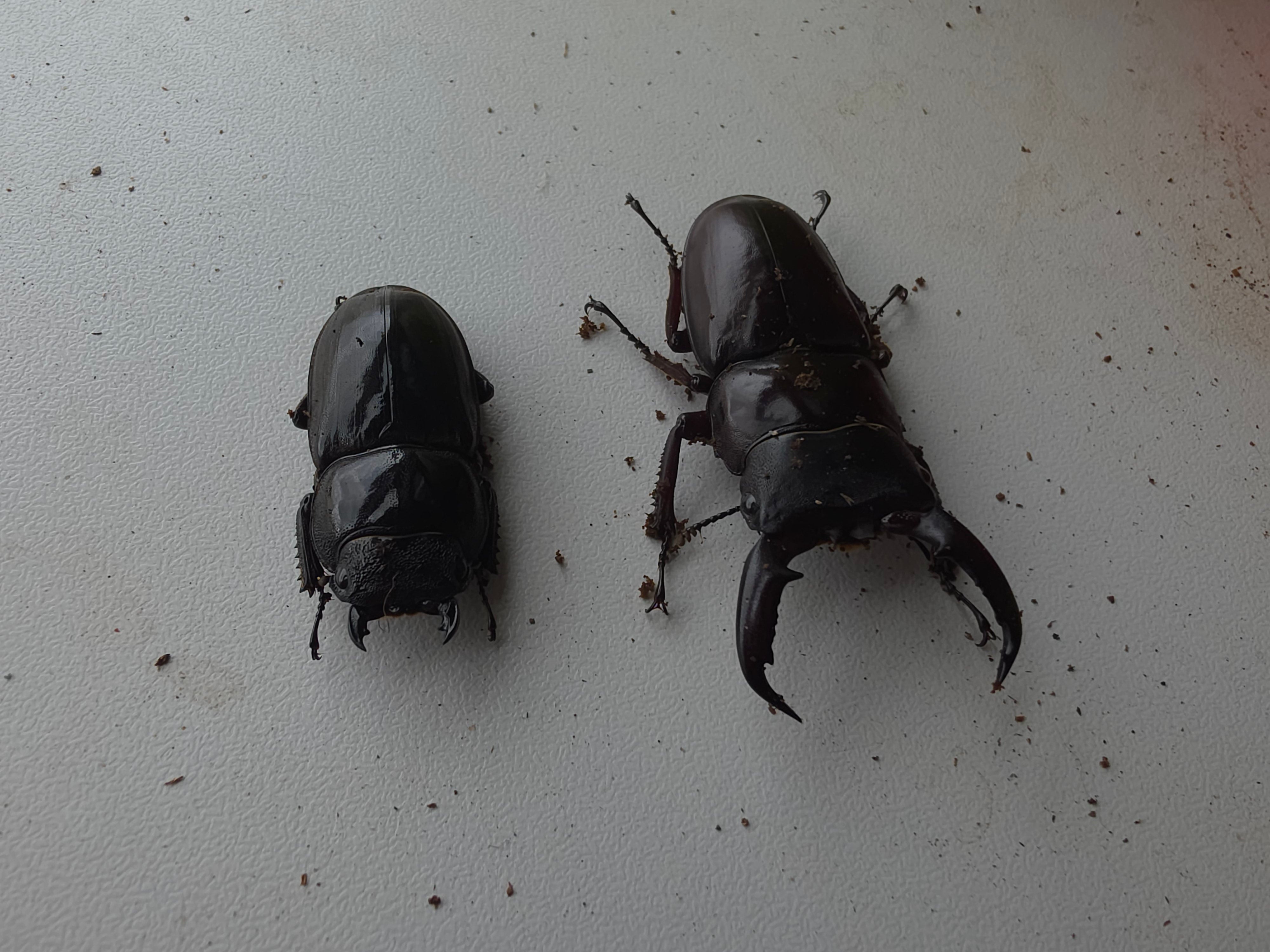 Dorcus titanus palawanicus