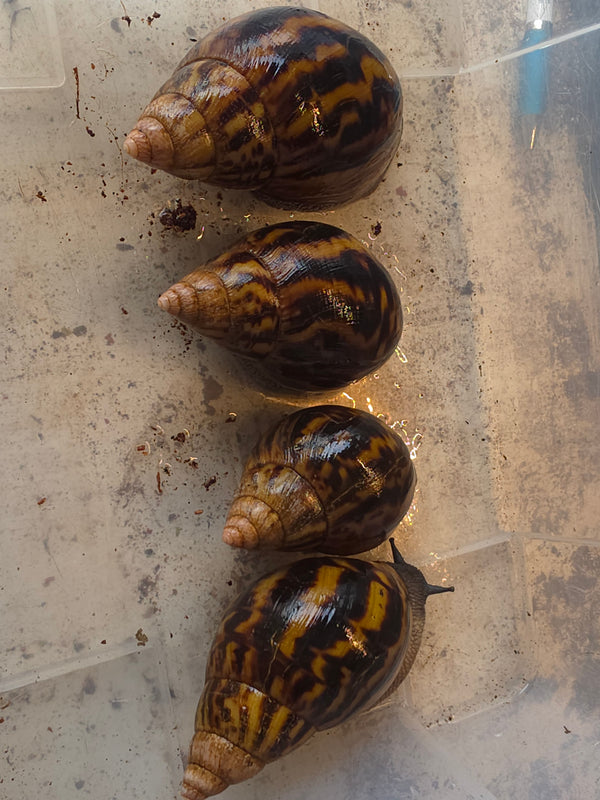 Achatina ventricosa