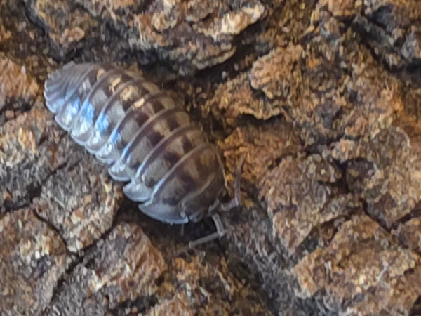 Armadillidium nasatum