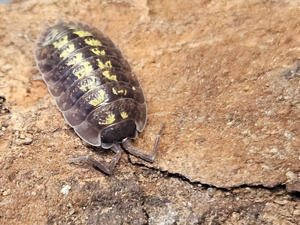 Porcellio monzone