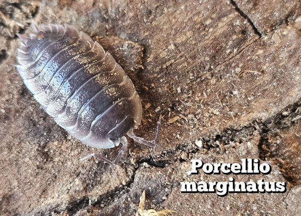 Porcellio marginatus