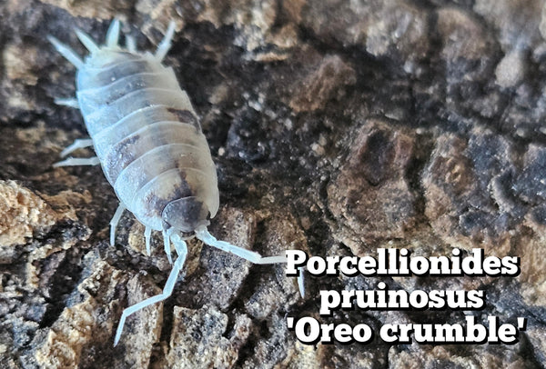 Porcellionidus pruinosus 'Oreo crumble'