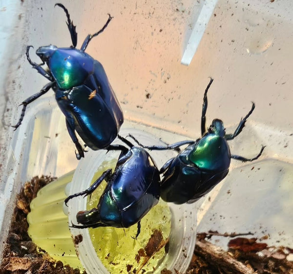 Protaetia speciosissima cyanochlora