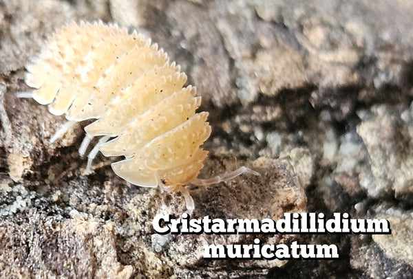 Cristarmadillidium muricatum