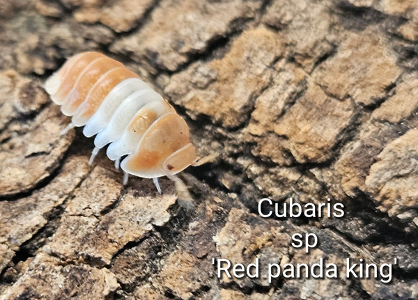 Cubaris sp 'Red Panda king'