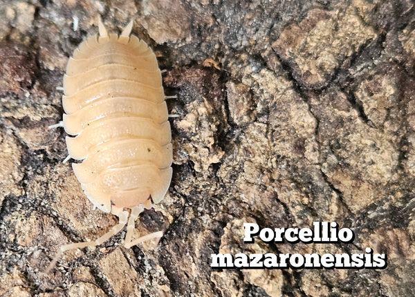 Porcellio mazaronensis