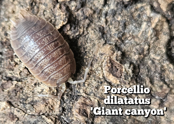 Porcellio dilatatus 'Giant canyon'