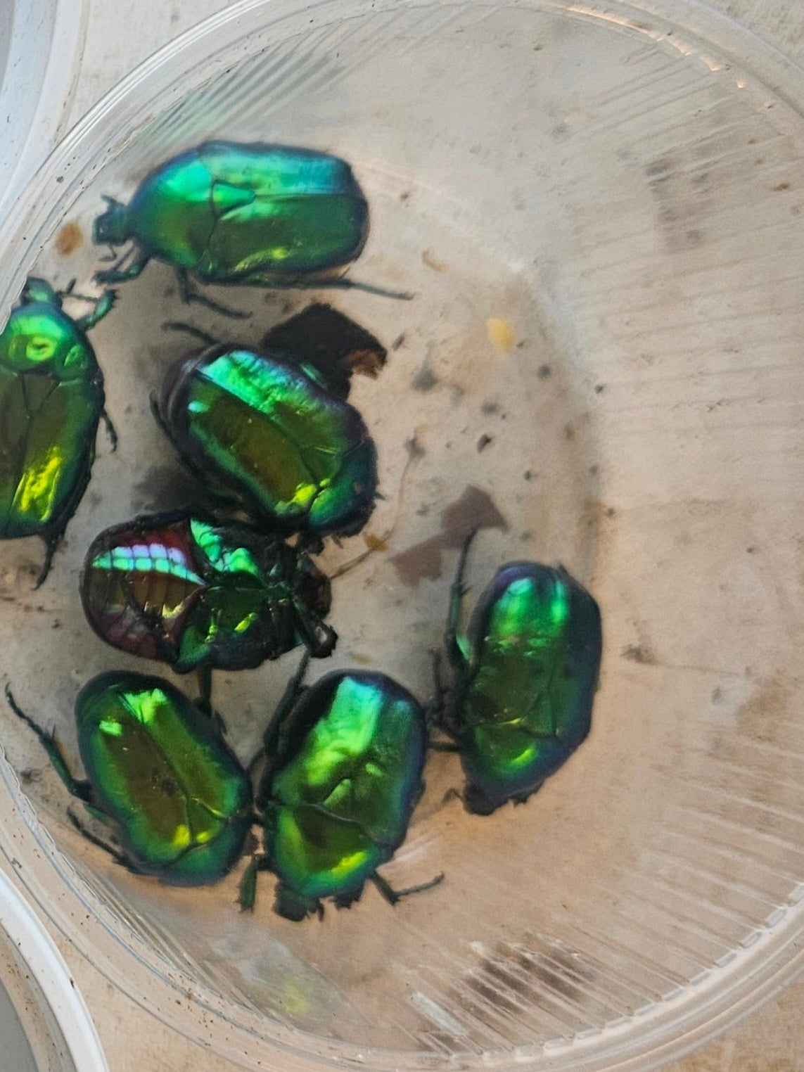 Protaetia speciosissima green