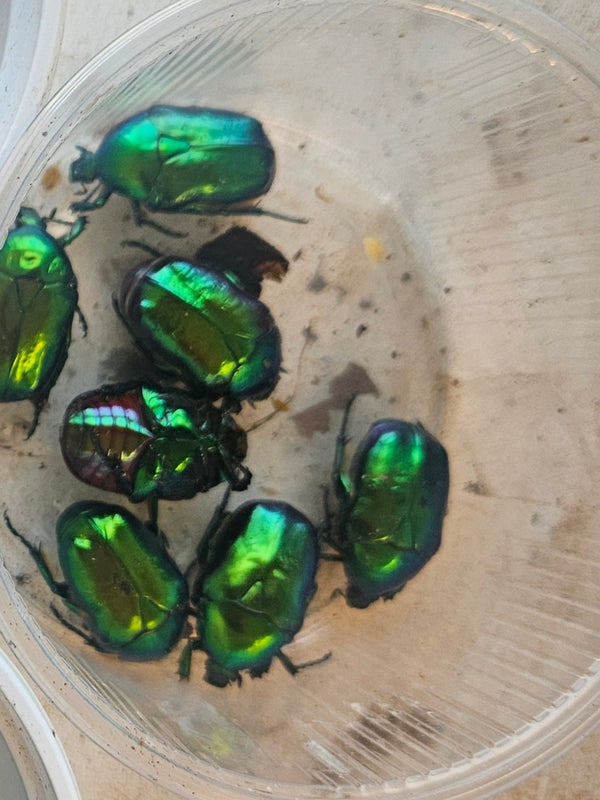 Protaetia speciosissima green