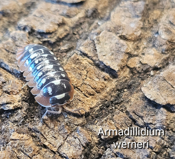 Armadillidium werneri 'Wildcolor'