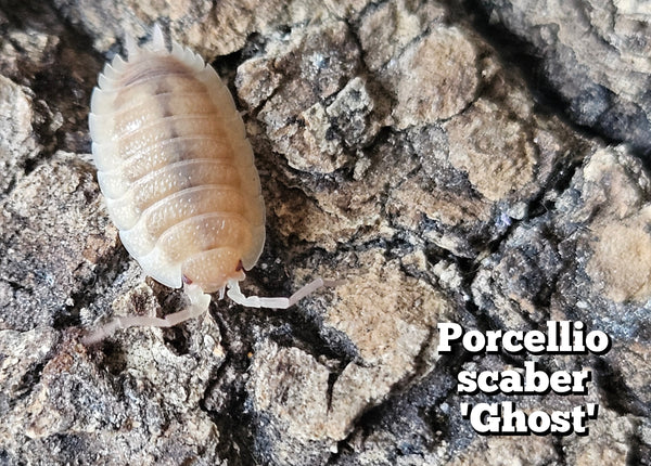 Porcellio scaber 'Ghost'