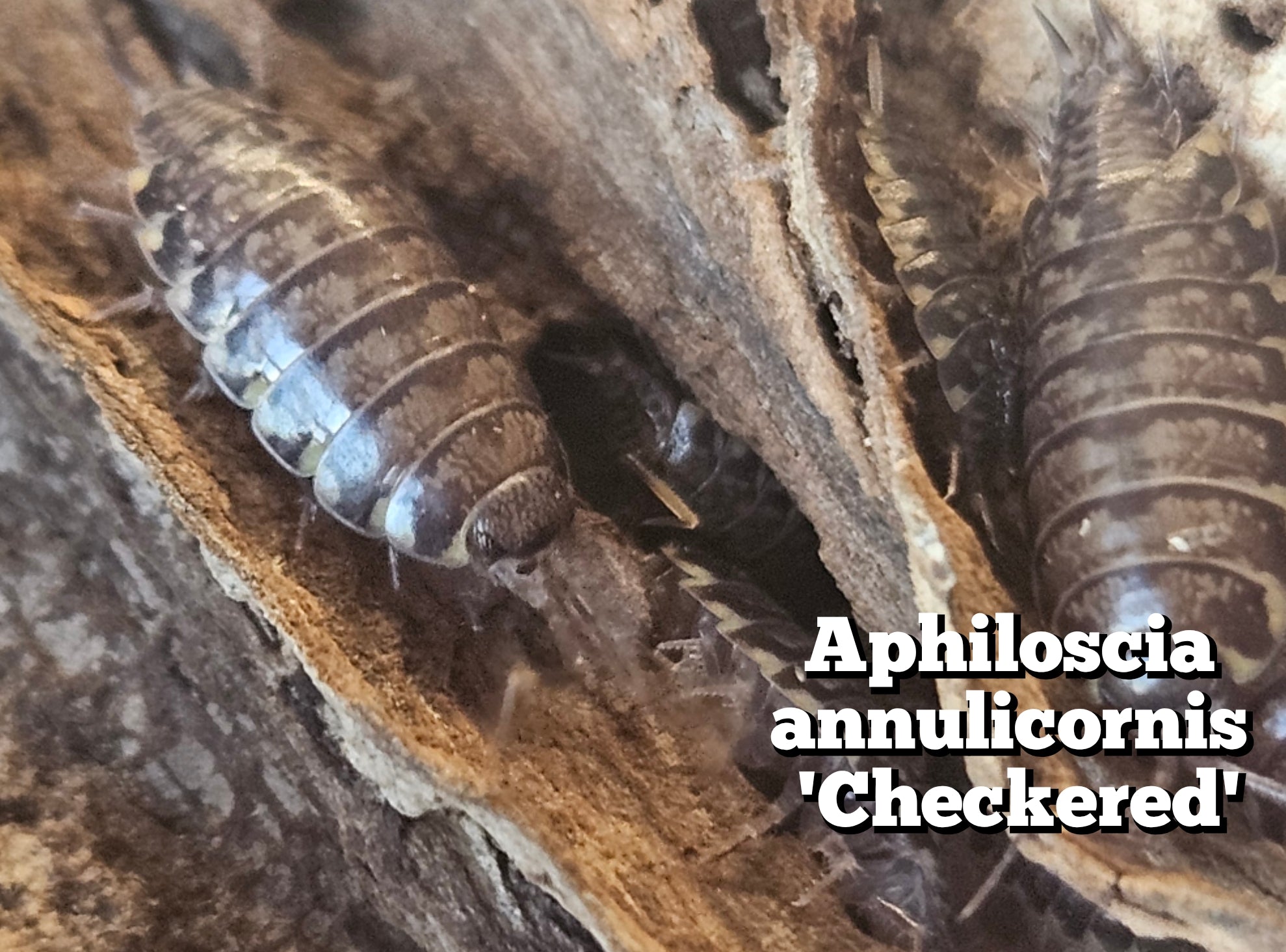 Aphiloscia annulicornis 'Checkered'