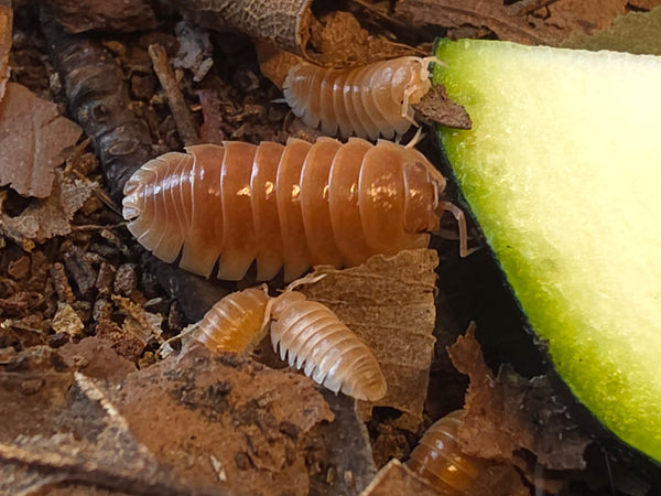 Armadillidium klugii 'Solid orange'