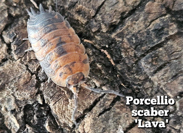 Porcellio scaber 'Lava'