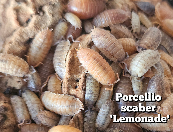 Porcellio scaber 'Lemonade'