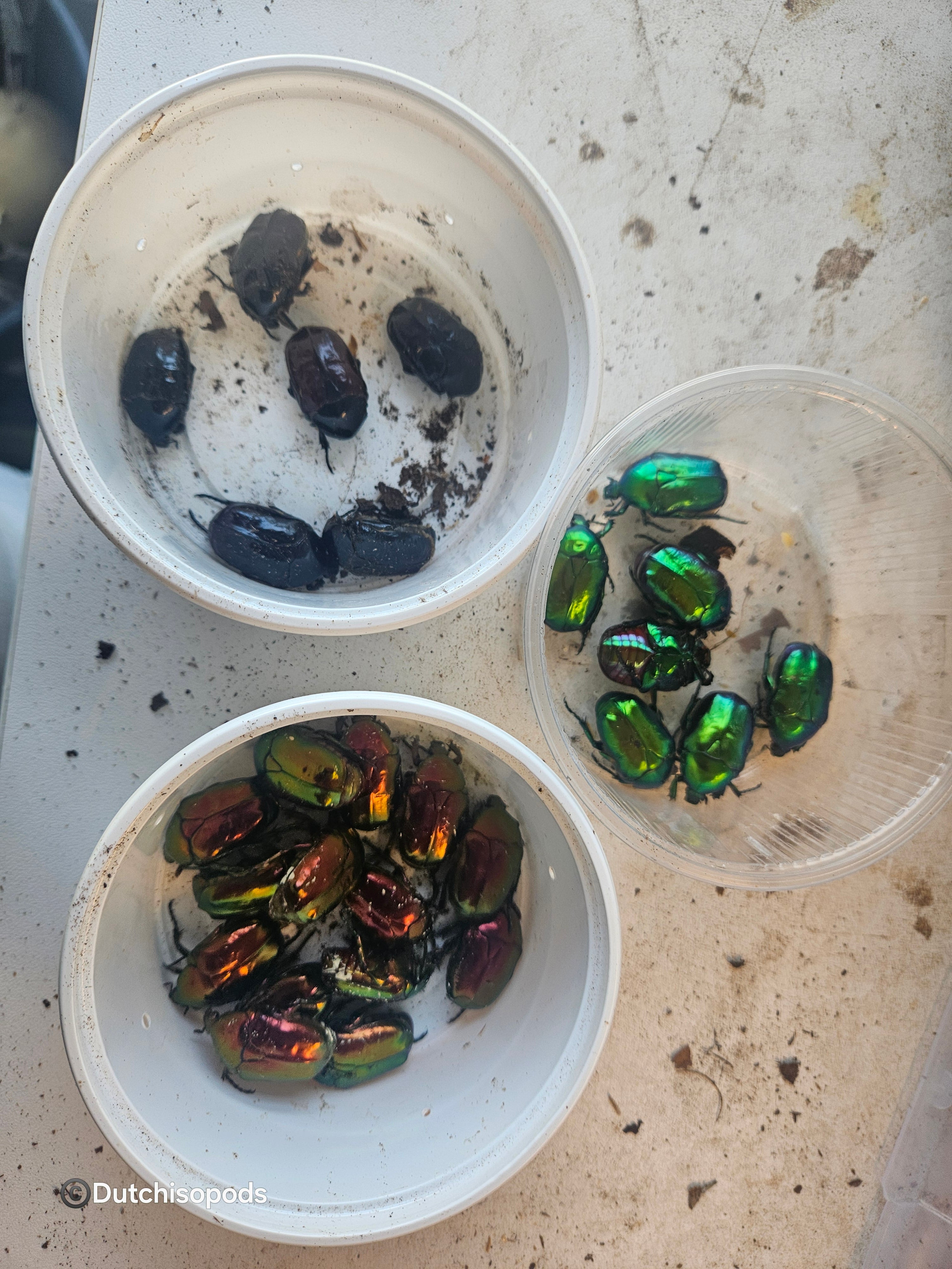 Protaetia speciosissima (Ignea/Green/Melanic)