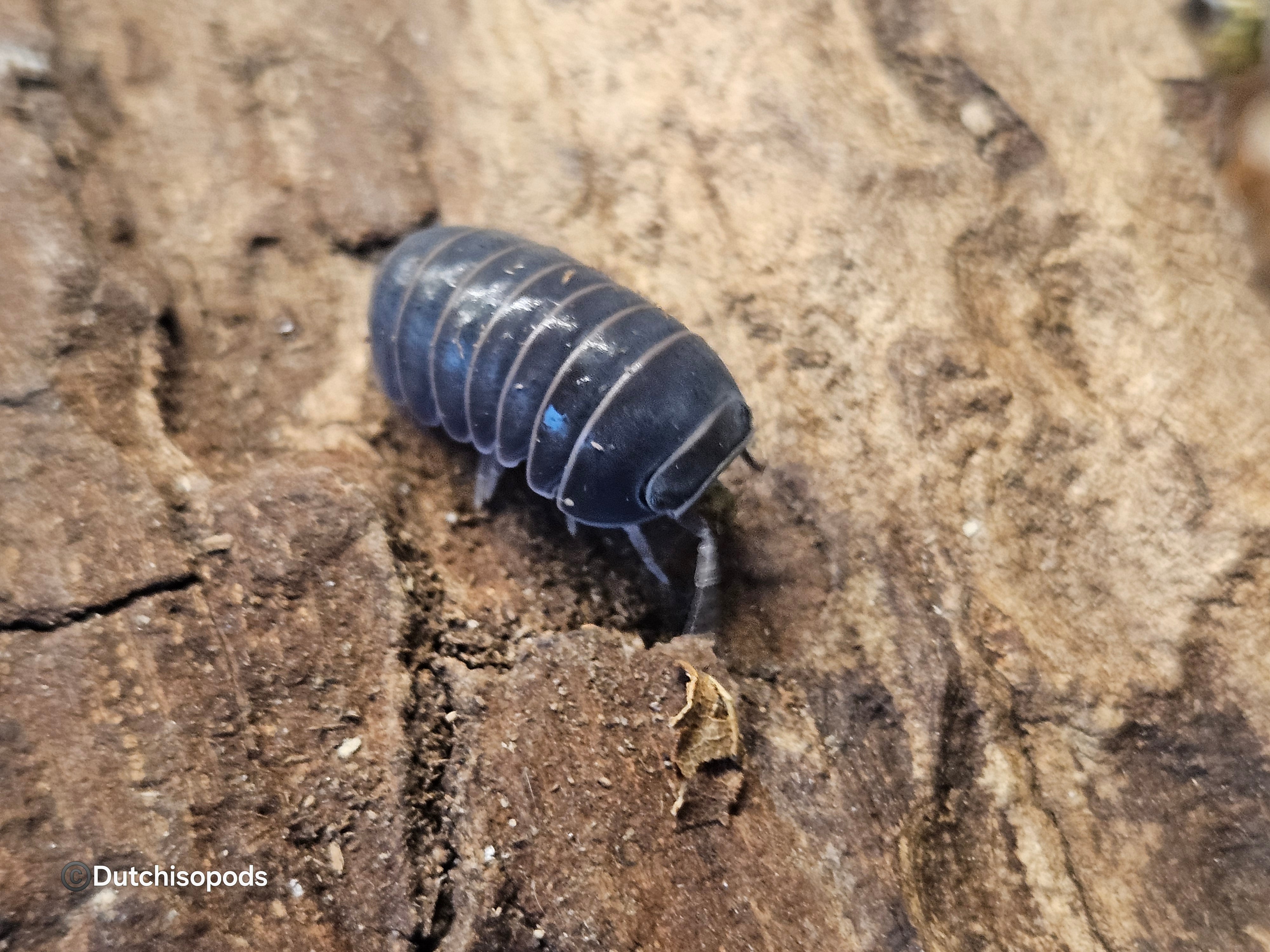 Armadillo officinalis 'Mallorca'