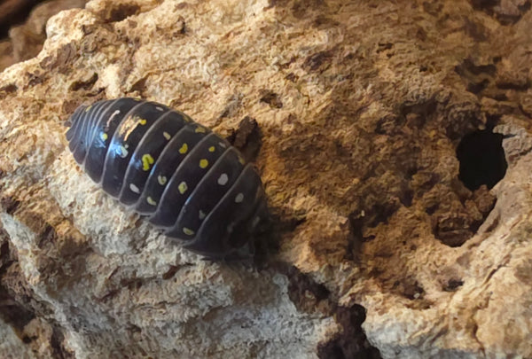 Armadillidium sp 'Albania'