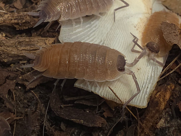 Porcellio nicklesi 'Valencia'