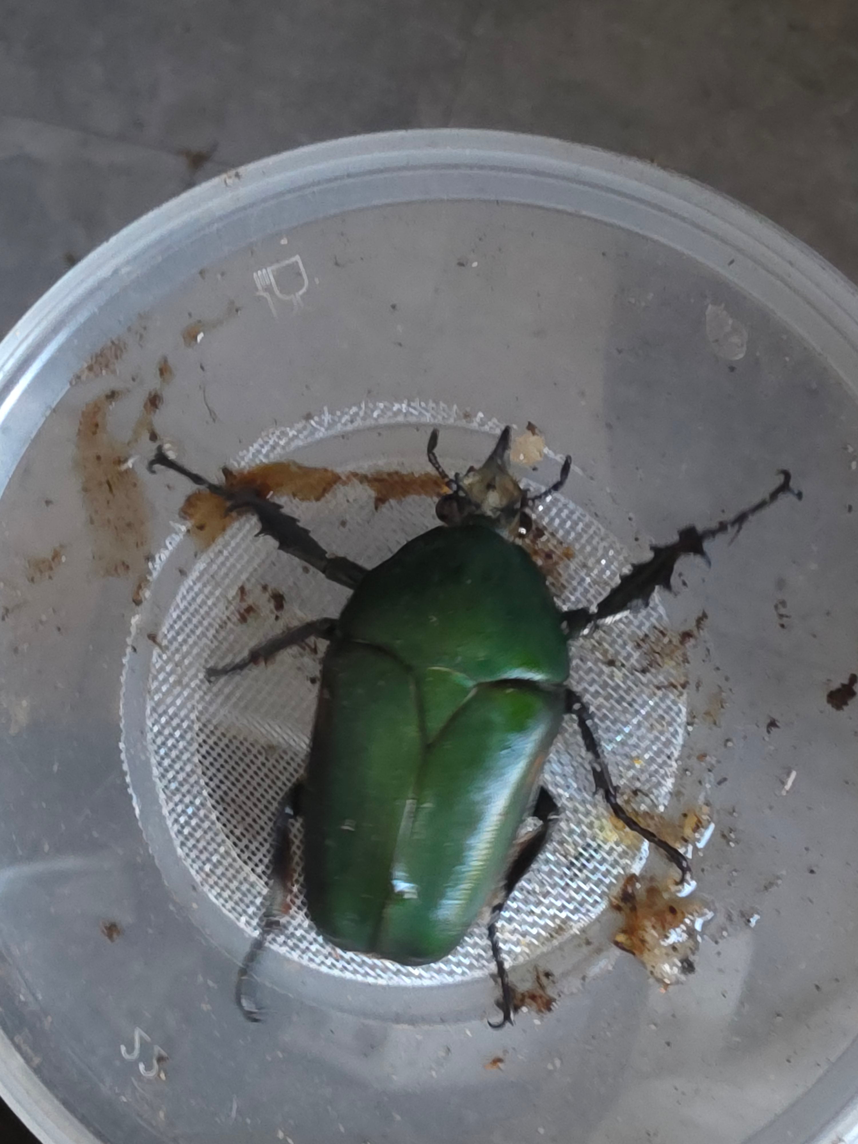 Mecynorrhina torquata ugandensis man 9