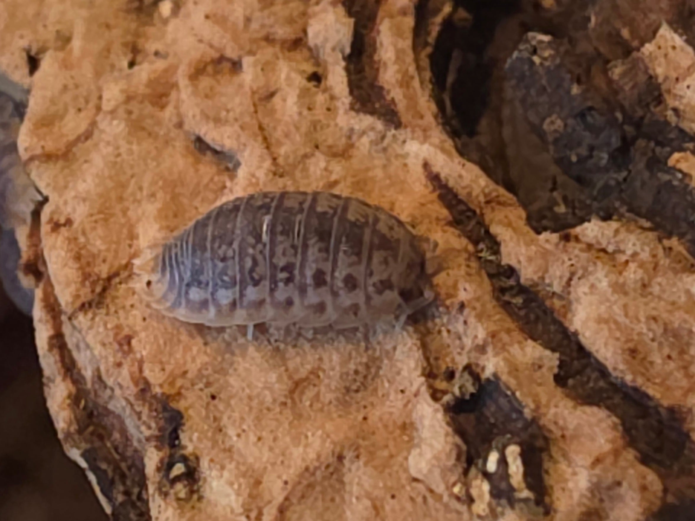 Agabiformus lentus