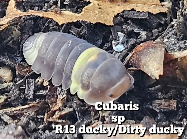 Cubaris sp 'R13 ducky/Dirty ducky'