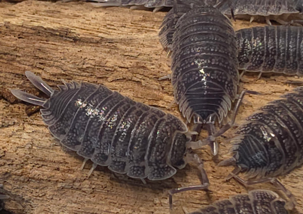 Porcellio hoffmannseggi 'Sordidus'