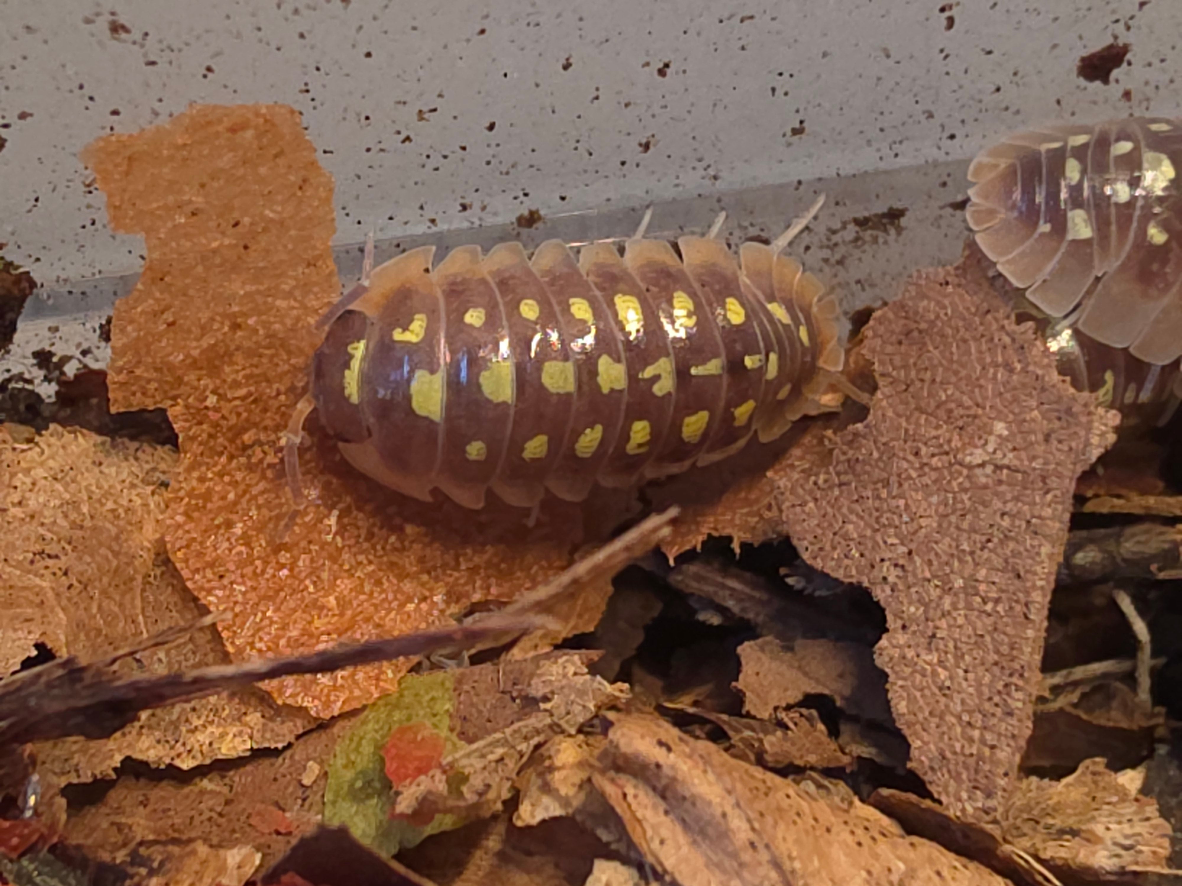 Armadillidium flavoscutatum 'Yellow dot'