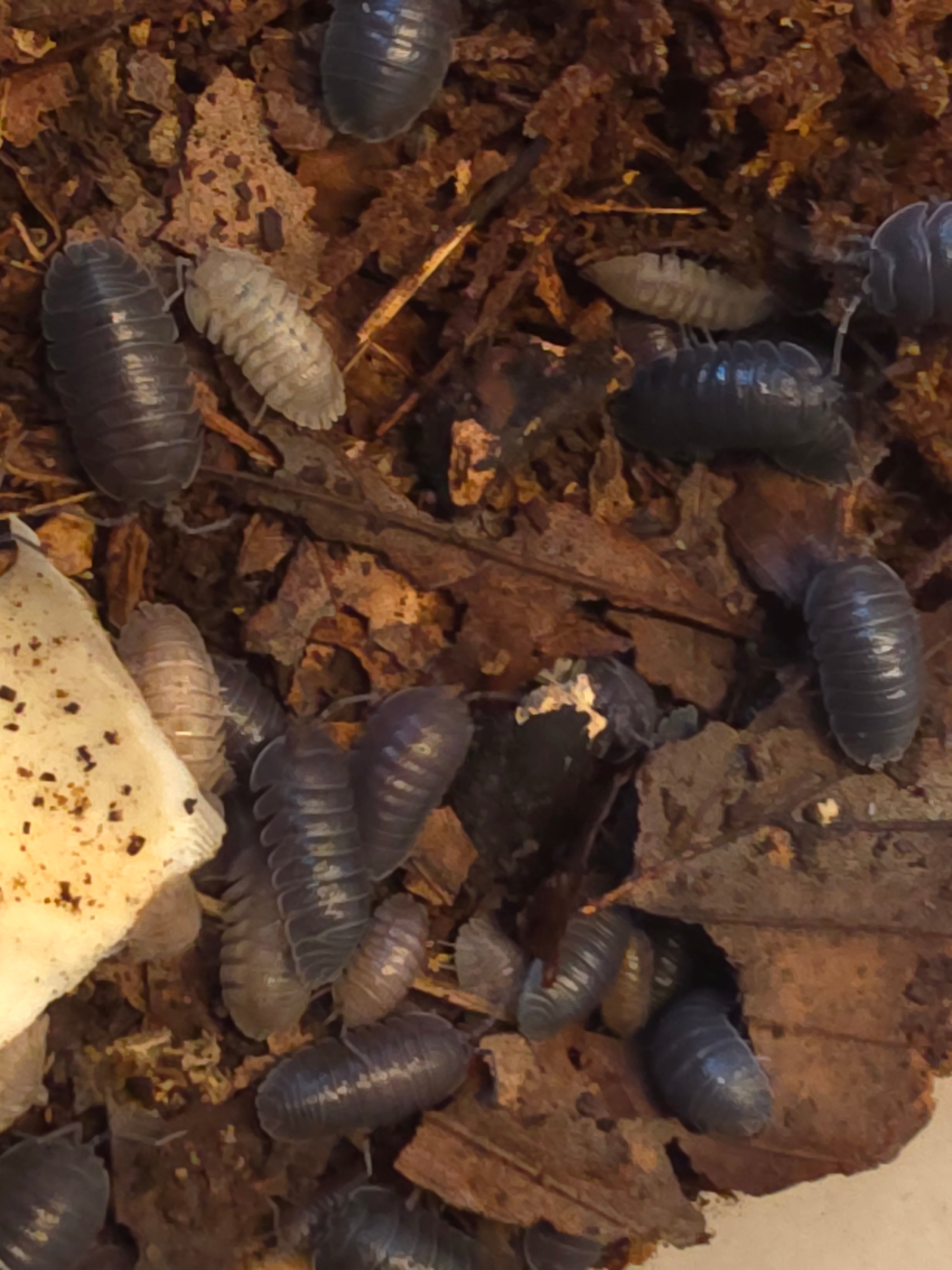 Armadillidium pallasii 'Mix'