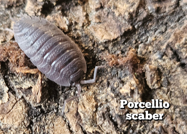 Porcellio scaber