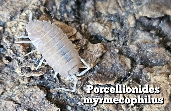 Porcellionidus myrmecophilus