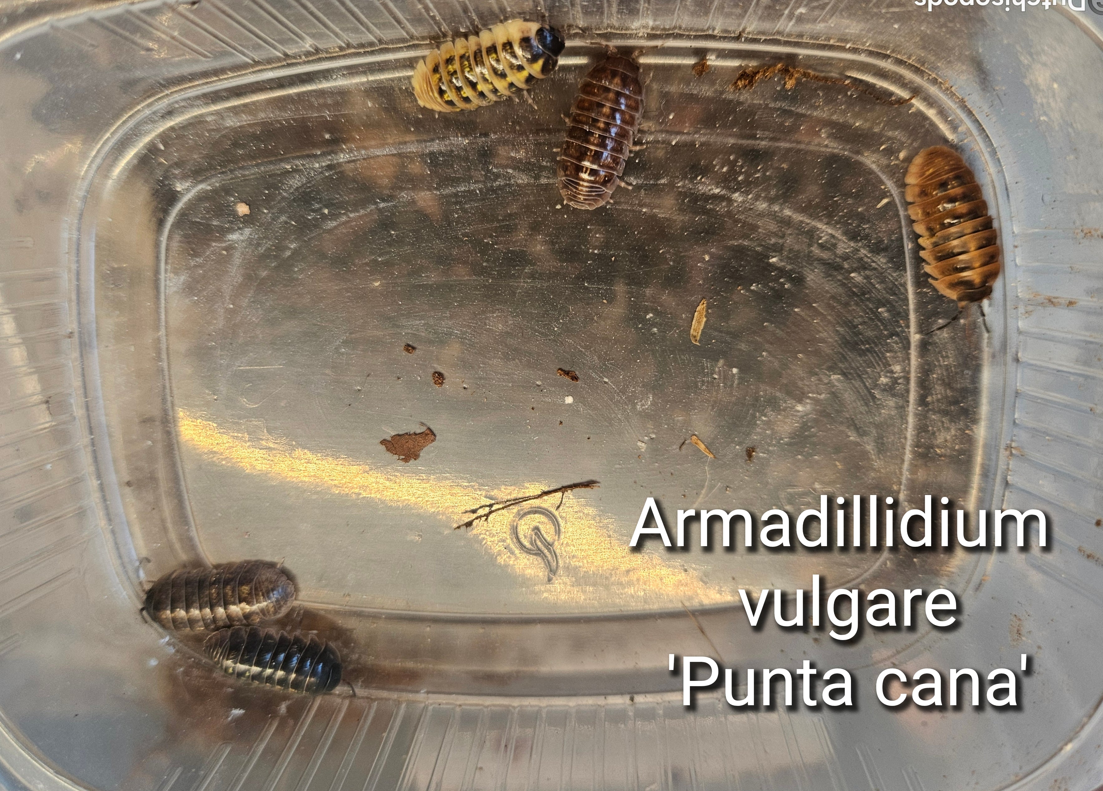 Armadillidium vulgare 'Punta Cana'