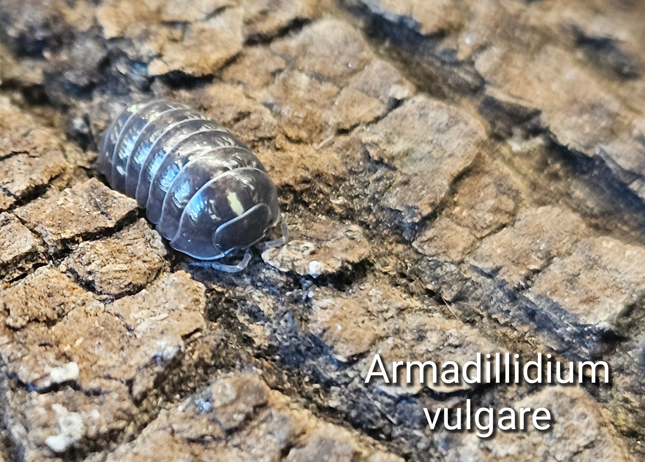 Armadillidium vulgare