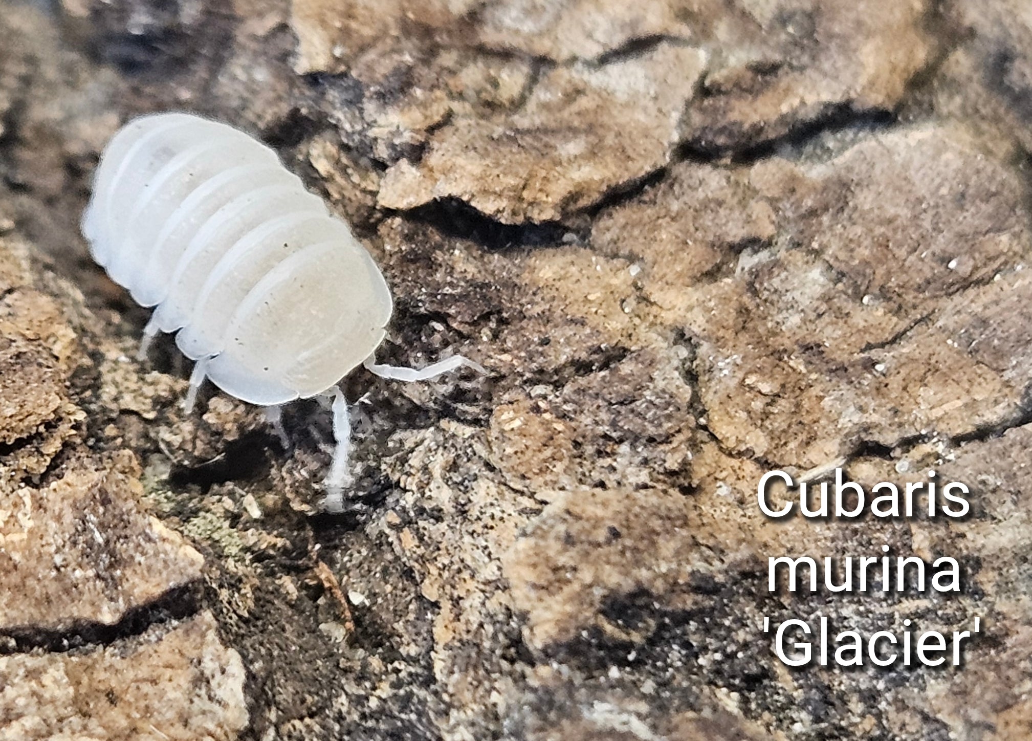 Cubaris murina 'Glacier'
