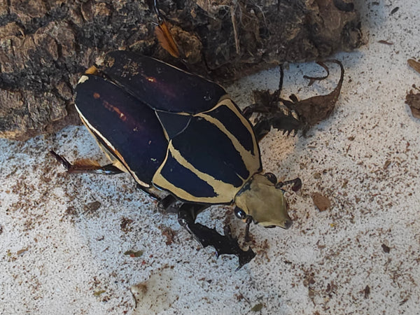 Mecynorrhina torquata ugandensis man 5