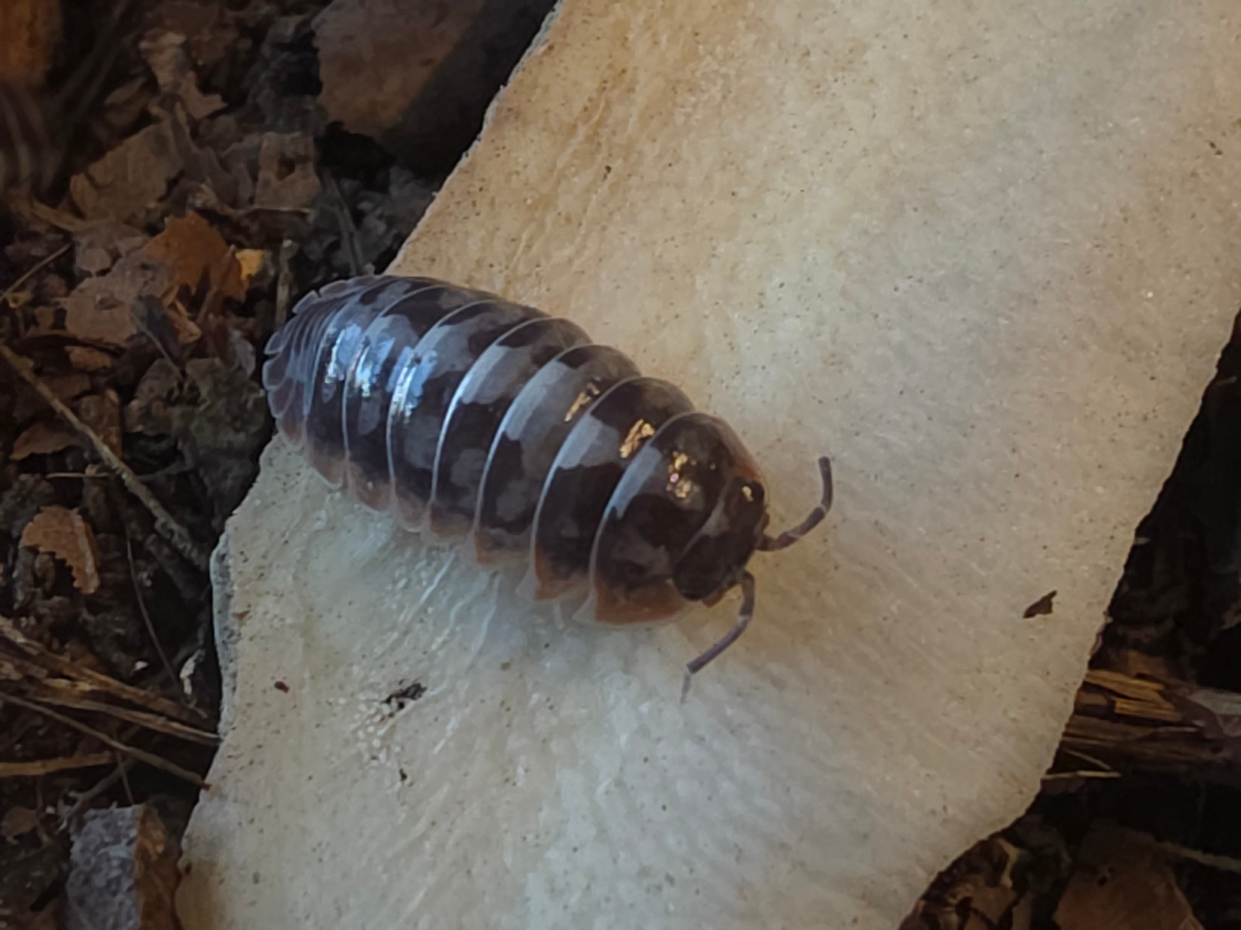 Armadillidium klugii 'Skeleton/Nebula'