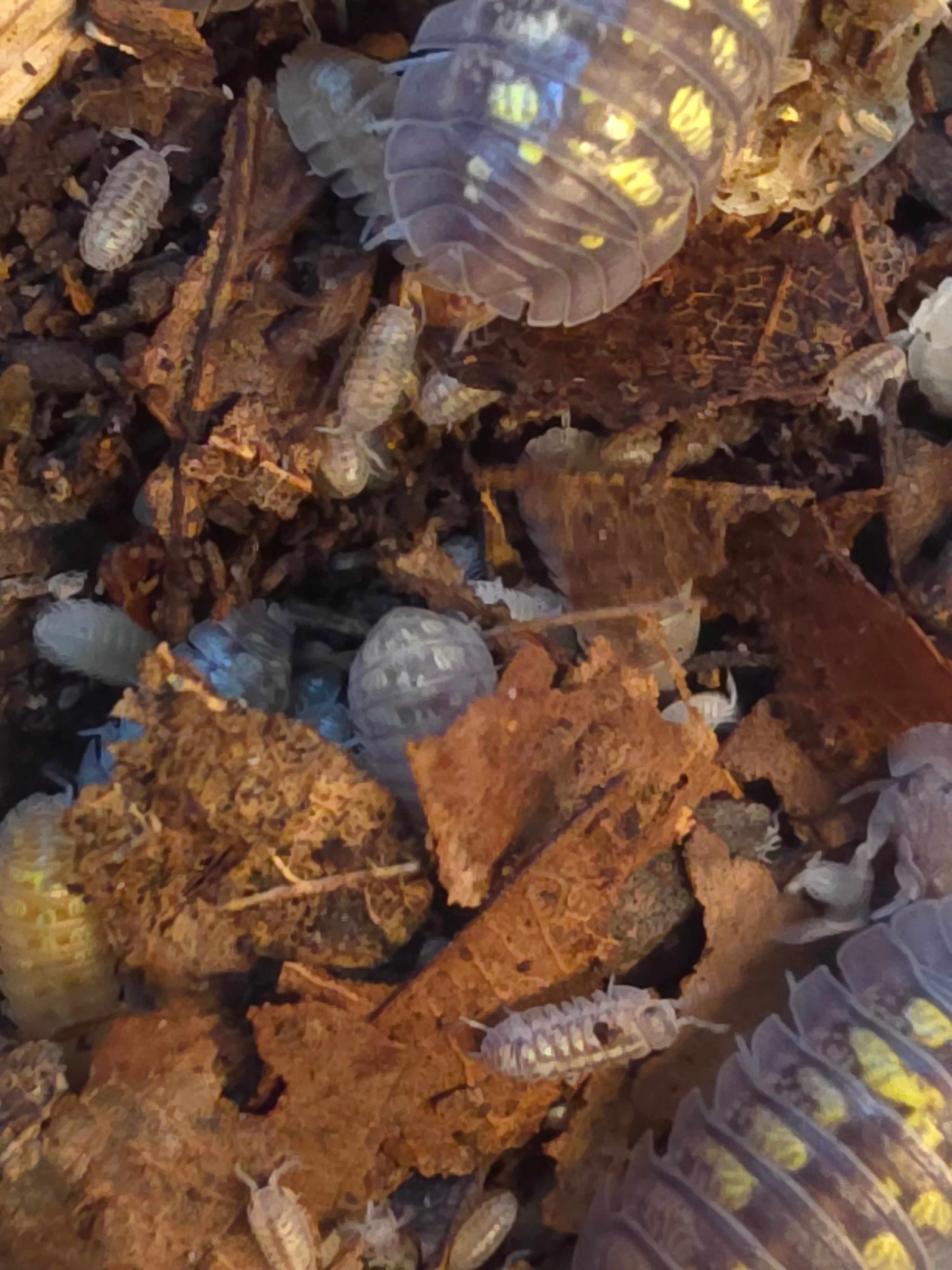 Armadillidium granulatum 'Mix'