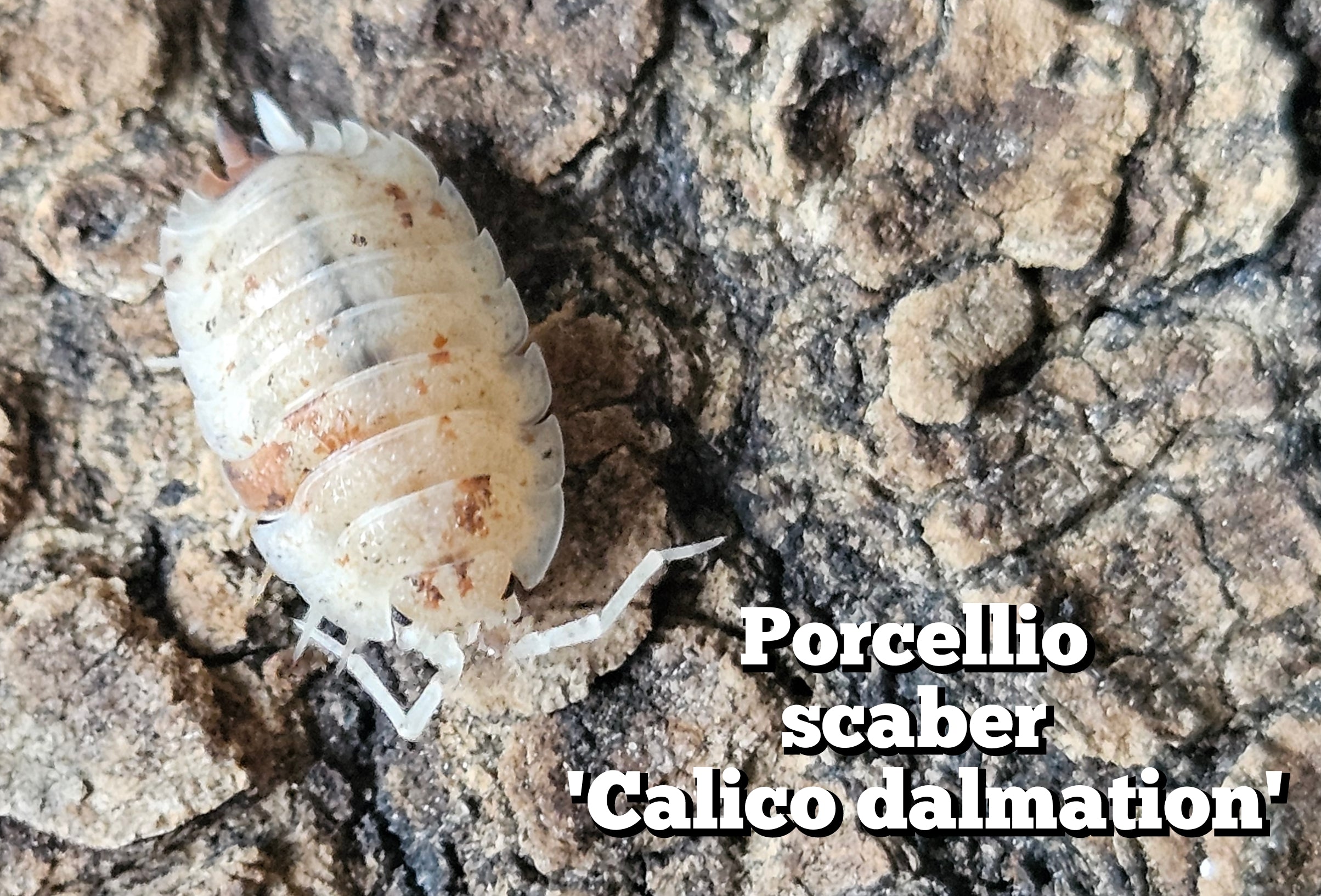 Porcellio scaber 'Calico dalmation'