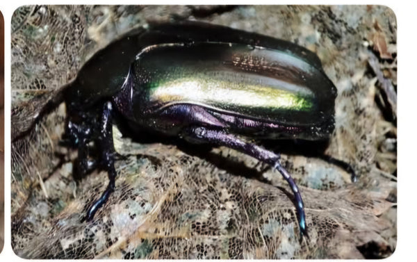 Protaetia cuprea obscura